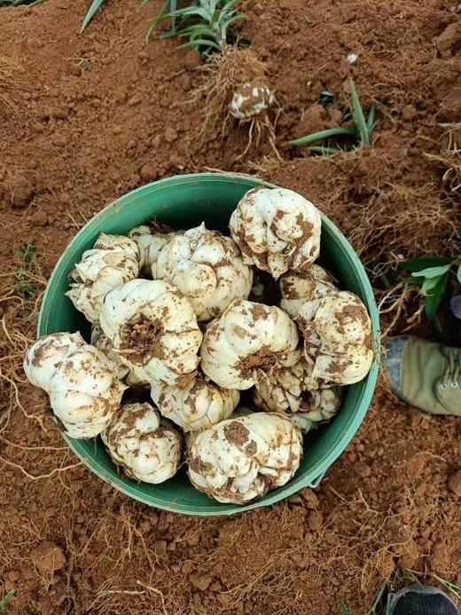 『yao食同源』新鲜宜兴百合 一剂良yao/微苦在喉/甘补于心 商品图6