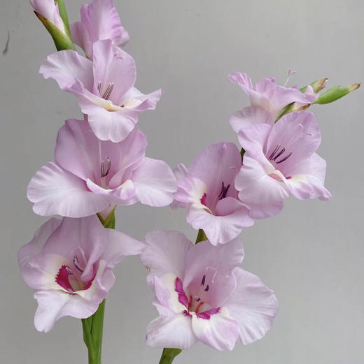 剑兰.一帘幽梦 商品图0