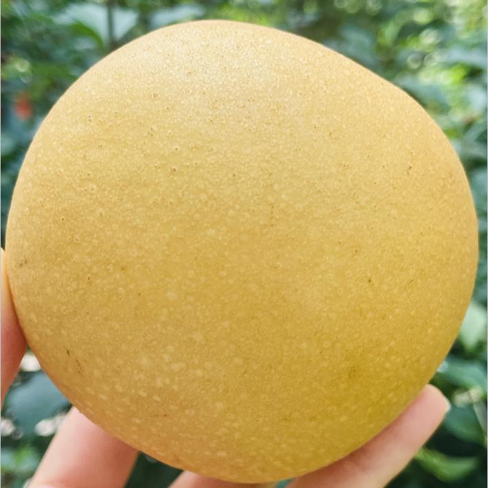 秋月梨|🌹秋月梨，和千脆蜜梨不一样的口感，千脆水润清香，秋月酥脆甜度更高~