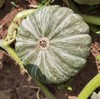 坝上草原生态贝贝南瓜 |  粉糯香甜   | 公平贸易 | *Ecological Beibei Pumpkin 商品缩略图2