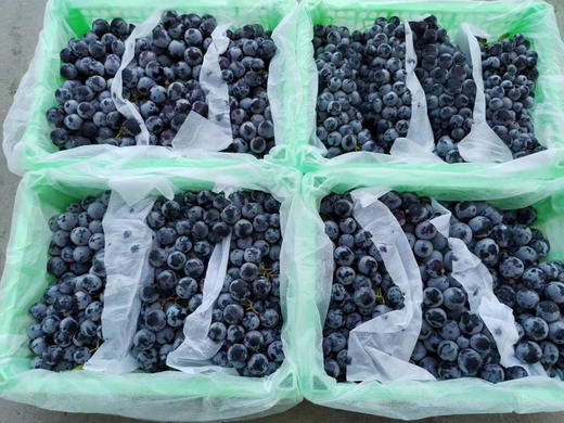 周六配送！新疆蓝莓葡萄有淡淡蓝莓香，含有丰富有机酸，氨基酸，维生素和微量元素，营养丰富，葡萄中的佼佼者，一口爆破的甜脆嫩香气，馥郁浓香蜜甜的果汁，还带着一些蓝莓的香味儿，令人陶醉！约4-4.5斤 商品图3