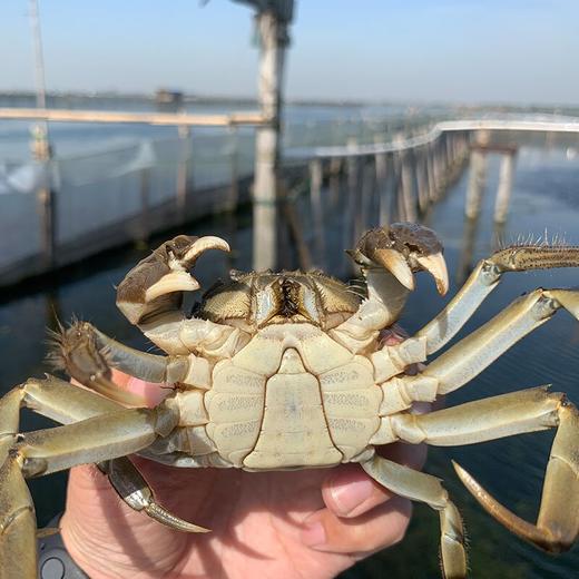 【3598型】阳澄湖镇大闸蟹蟹卡  9月26日开湖 官方授权 4.5两x5公+3.0两x5母 共10只 商品图4