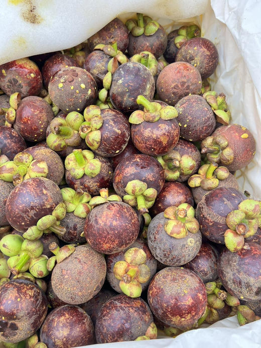 周六配送！【泰国老树麻竹】
水果界真正的白富美，美在果型  饱满圆润  
解乏止渴  健康美味  富含多种维生素
2A小果，一份三斤 商品图1