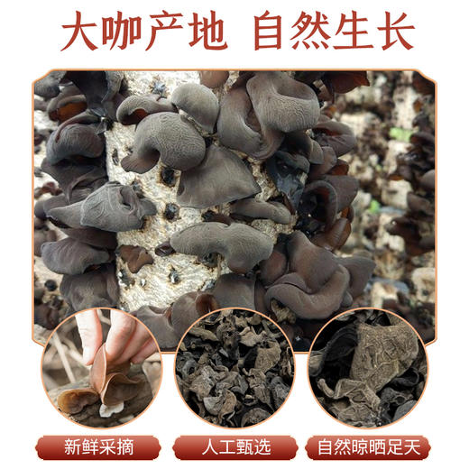 【恩施】恩施市南物食吉干木耳250g 商品图5