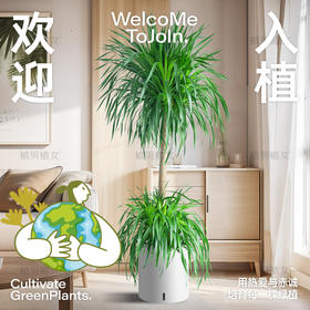 网购收到货的龙血树都长什么样子？