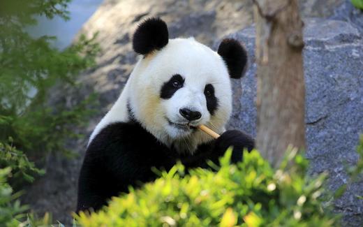 【大美四川】网红成都 峨眉山+乐山大佛+三星堆+都江堰+熊猫基地+武侯祠5日游 商品图3