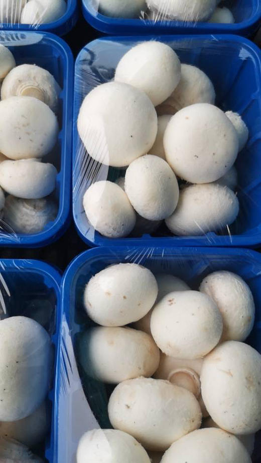 明天配送！纯有机口蘑，味道鲜美，230克/盒，一组两盒 商品图2