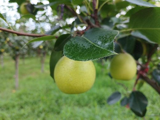 【生态皇冠梨】不用除草剂、农药 | 酵素堆肥 | 源自河南鲁山，产地直发 ，中通包邮 商品图4