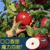 新西兰🇳🇿丹硕苹果非常脆甜 商品缩略图8