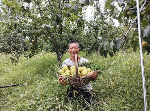 【生态皇冠梨】不用除草剂、农药 | 酵素堆肥 | 源自河南鲁山，产地直发 ，中通包邮 商品图2