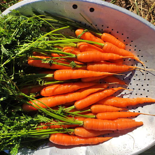 云南有机胡萝卜（3斤） 商品图0