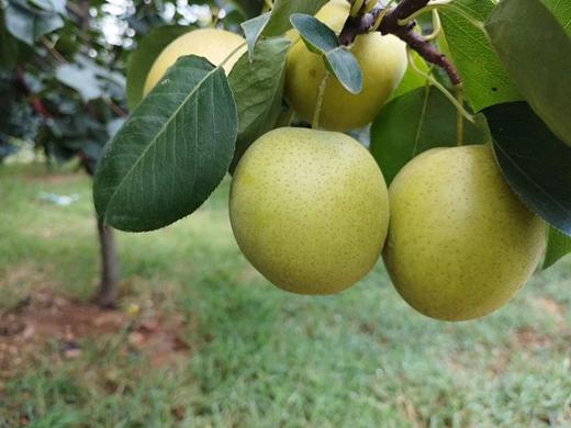 【生态皇冠梨】不用除草剂、农药 | 酵素堆肥 | 源自河南鲁山，产地直发 ，中通包邮 商品图0