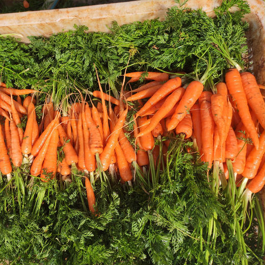 云南有机胡萝卜（3斤） 商品图1