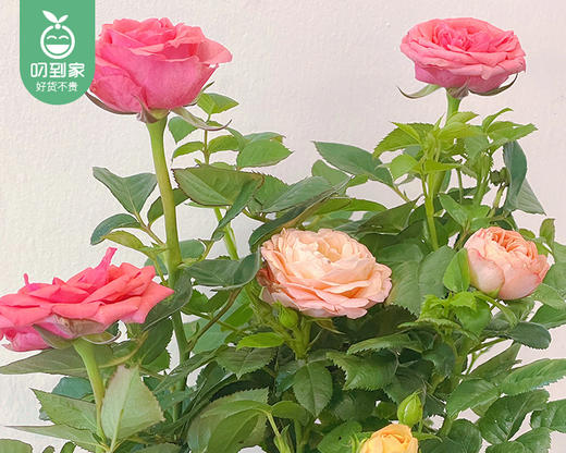 欧月月季盆栽（花颜色随机）/1盆（带加仑盆+底托） 商品图1
