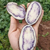 七彩乌洋芋四川凉山特产新鲜现挖现发9斤包邮农家自种马铃薯迷你高山小土豆 商品缩略图6