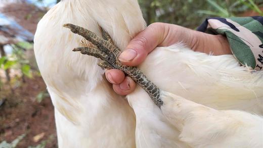 有机乌骨鸡｜白毛乌骨鸡｜肉也黑｜衢州顺丰 商品图9