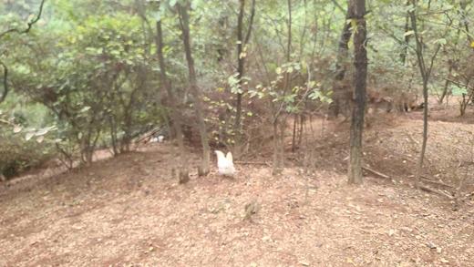 有机乌骨鸡｜白毛乌骨鸡｜肉也黑｜衢州顺丰 商品图12