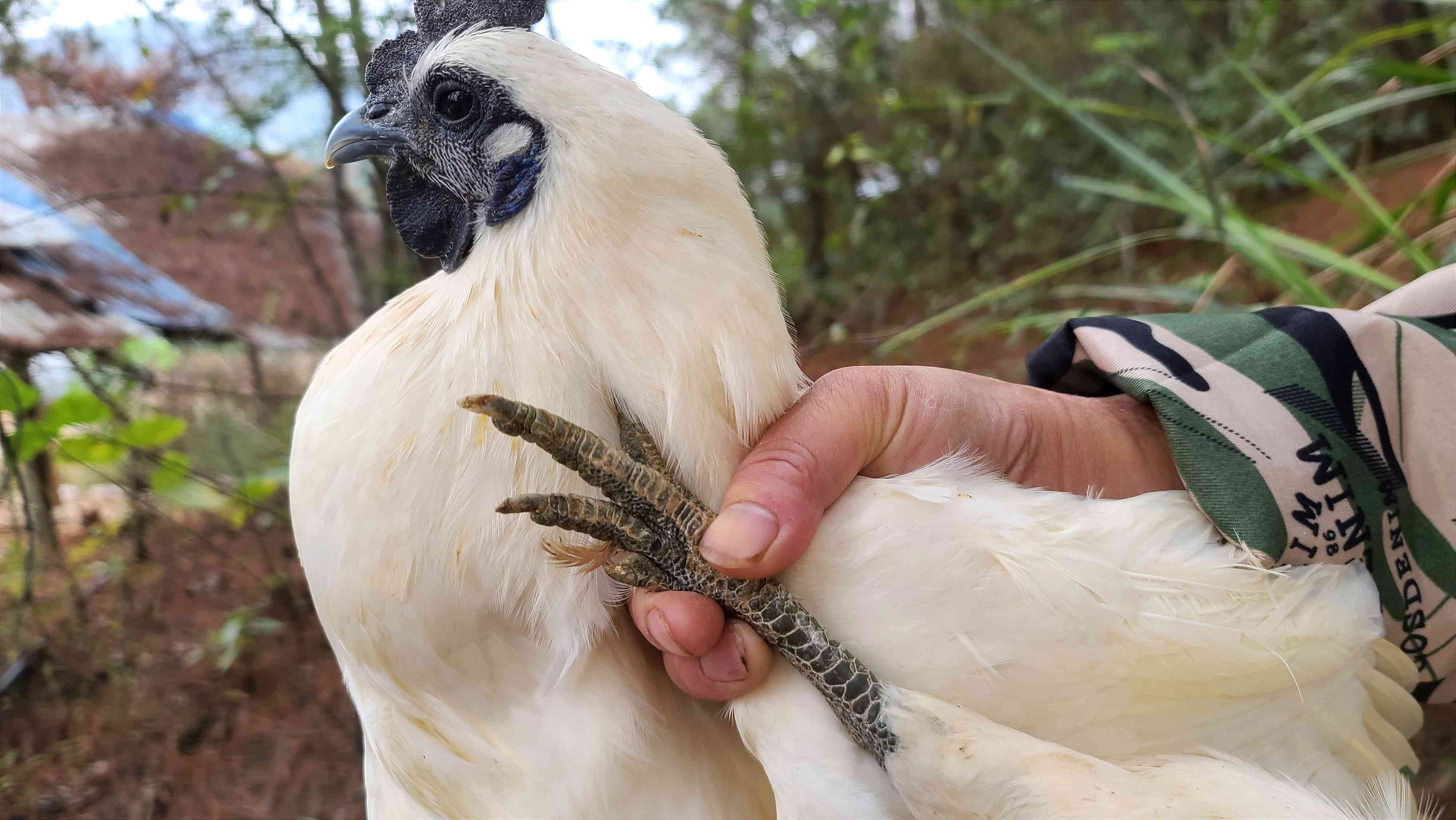 有机乌骨鸡｜白毛乌骨鸡｜肉也黑｜衢州顺丰