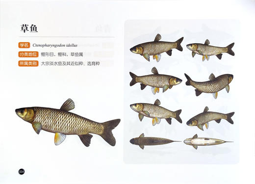 水生生物3d图鉴 （ 第一辑 ）顾党恩 沈禹羲，著 【中国农业出版社官方正版】 商品图2