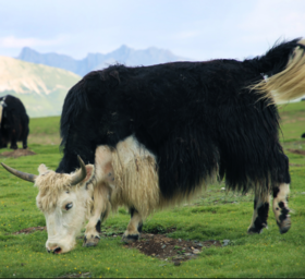 藏食光.一牦色达野放牦牛肉4斤装（每月发3-4次鲜肉，大概每周发一次，其余时间可发冻肉）