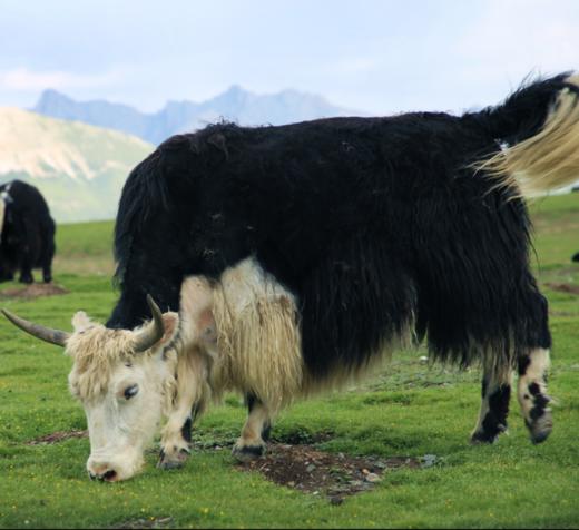 藏食光.一牦色达野放牦牛肉4斤装（每月发3-4次鲜肉，大概每周发一次，其余时间可发冻肉） 商品图0