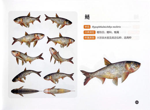 水生生物3d图鉴 （ 第一辑 ）顾党恩 沈禹羲，著 【中国农业出版社官方正版】 商品图3