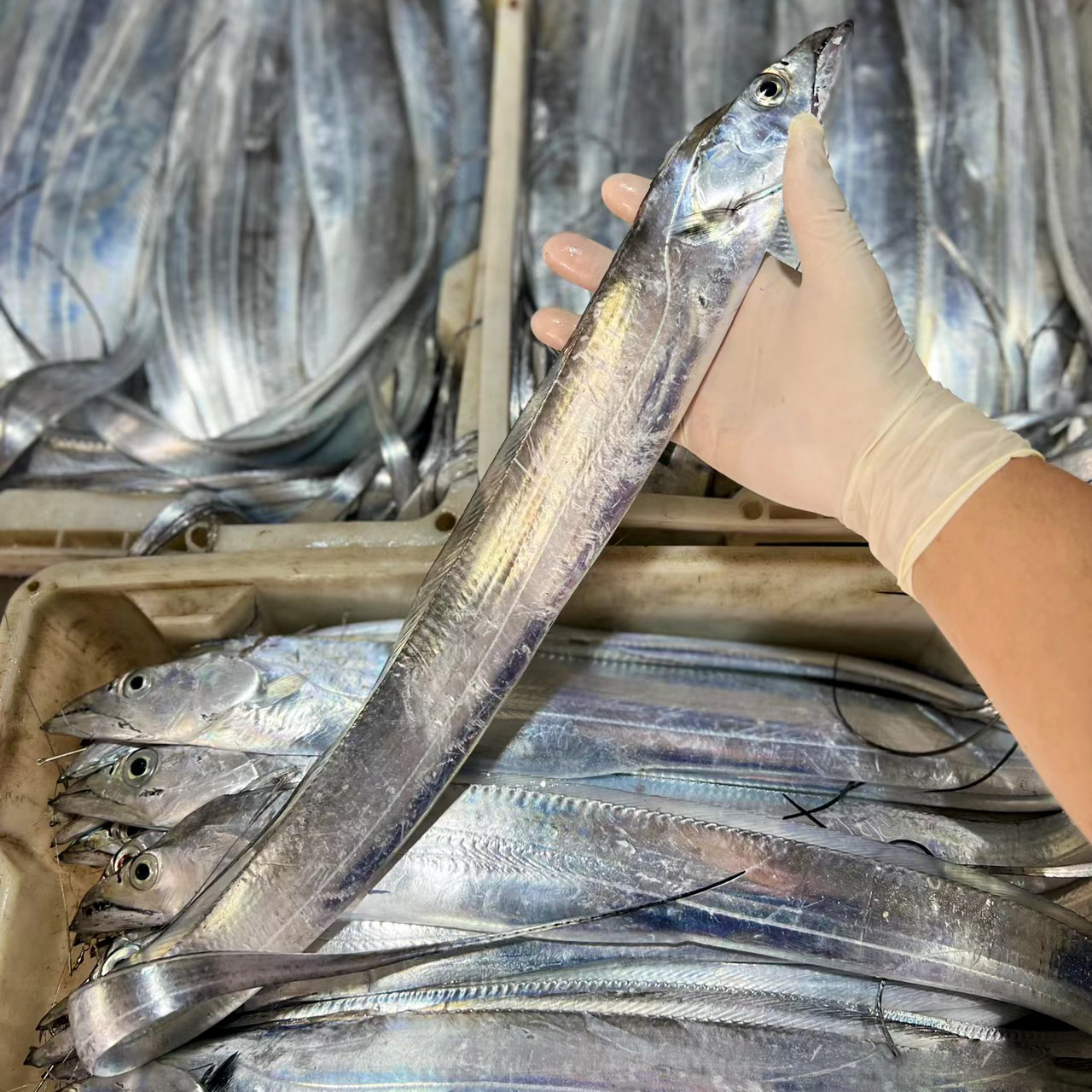 🐟舟山野生带鱼，肉质鲜美，营养丰富，带鱼的鳞可以食用，且营养非常丰富（海钓带鱼鱼鳞完整/很鲜，油带是网捕带鱼/鲜香）