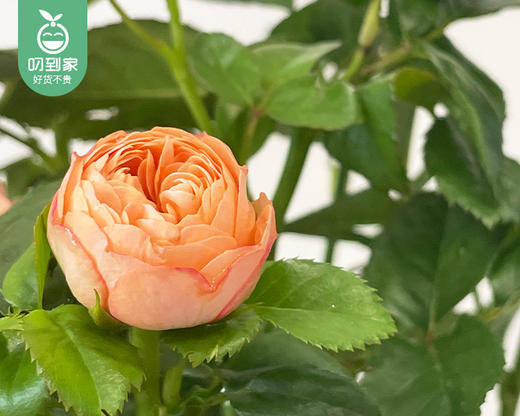 欧月月季盆栽（花颜色随机）/1盆（带加仑盆+底托） 商品图4