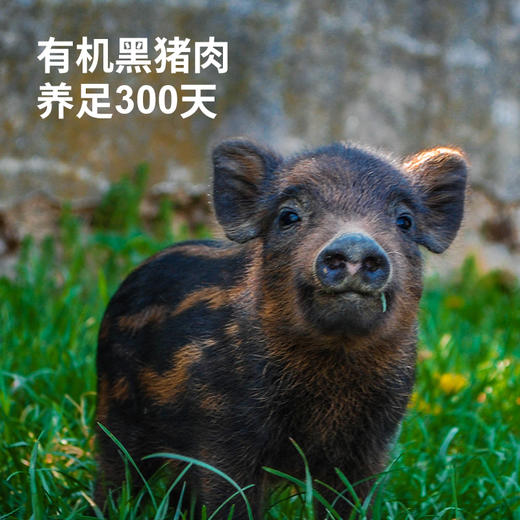 【代发】下厨房小笼包黑猪鲜肉老面小笼包嵊州小笼包早餐半成品速冻面点135g/袋（5个） 商品图2