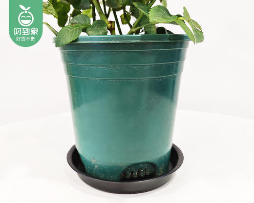 欧月月季盆栽（花颜色随机）/1盆（带加仑盆+底托） 商品图3