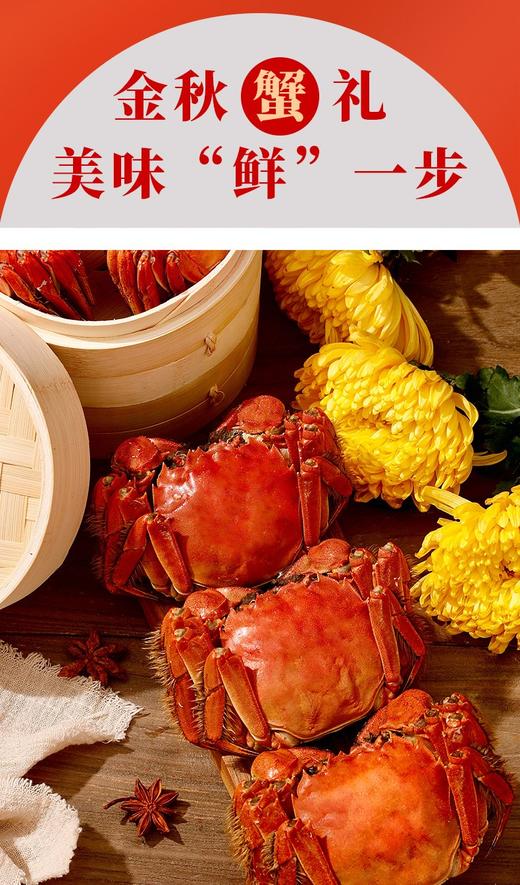 TY【签收超6小时死蟹不包赔】老蟹坊2998型大闸蟹-功成名就【鲜知20.0】 商品图3