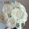 【花匠铺】骄傲 10支/扎 白色玫瑰 云南基地发货 （价格已包含包装费用） 运费以实际为准，多退少补。 商品缩略图2