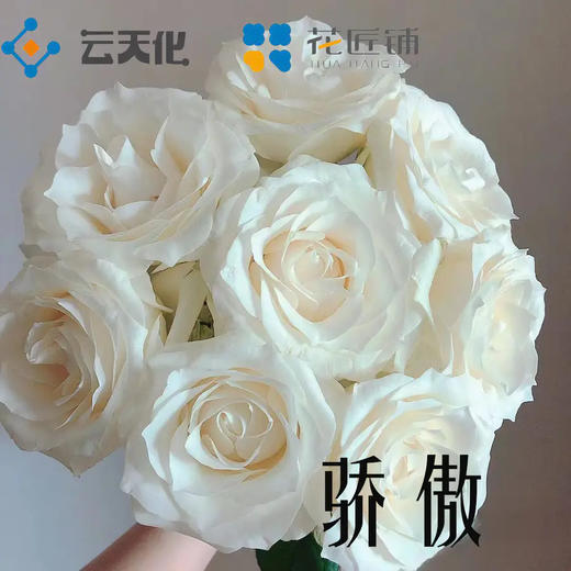 【花匠铺】骄傲 10支/扎 白色玫瑰 云南基地发货 （价格已包含包装费用） 运费以实际为准，多退少补。 商品图2