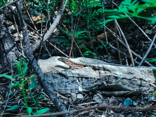 【濂泉响谷1日】聆听原生态大自然的声音の怀柔原生态小众峡谷徒步 商品图4
