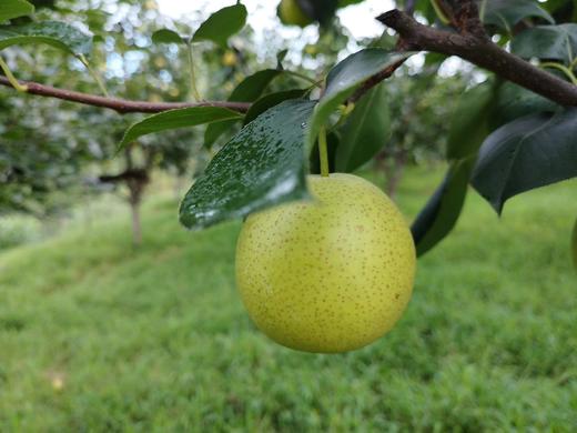 【生态皇冠梨】不用除草剂、农药 | 酵素堆肥 | 源自河南鲁山，产地直发 ，中通包邮 商品图1