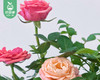 欧月月季盆栽（花颜色随机）/1盆（带加仑盆+底托） 商品缩略图2