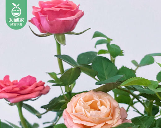 欧月月季盆栽（花颜色随机）/1盆（带加仑盆+底托） 商品图2