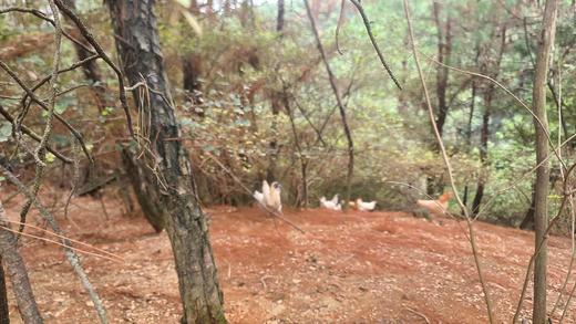 有机乌骨鸡｜白毛乌骨鸡｜肉也黑｜衢州顺丰 商品图11