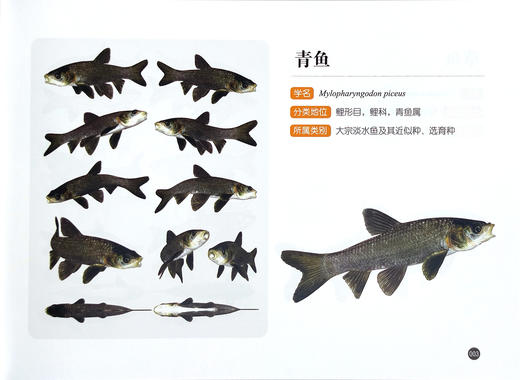 水生生物3d图鉴 （ 第一辑 ）顾党恩 沈禹羲，著 【中国农业出版社官方正版】 商品图1