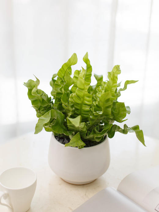 JT圆白盆-鸟巢蕨 商品图0