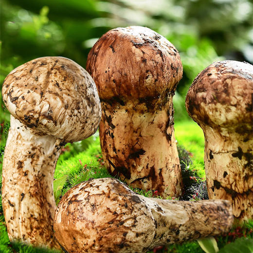 甘孜藏地野生松茸 商品图0