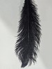 永生花材 | 火鸟毛黑色 商品缩略图5