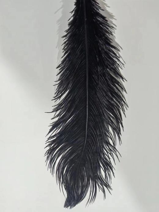 永生花材 | 火鸟毛黑色 商品图5
