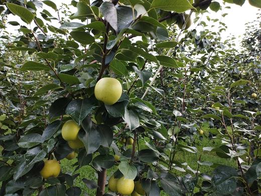 【生态皇冠梨】不用除草剂、农药 | 酵素堆肥 | 源自河南鲁山，产地直发 ，中通包邮 商品图3