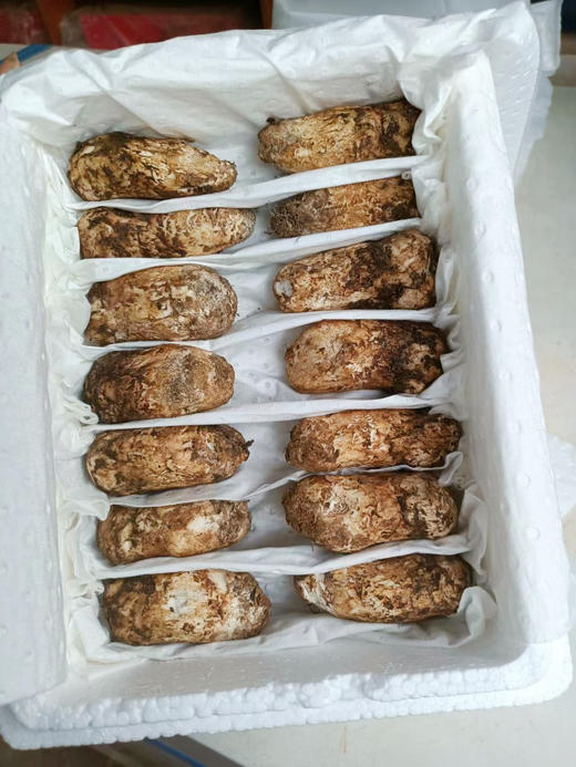 甘孜藏地野生松茸 商品图2