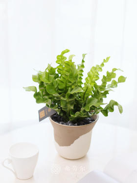 JT土陶盆-鸟巢蕨