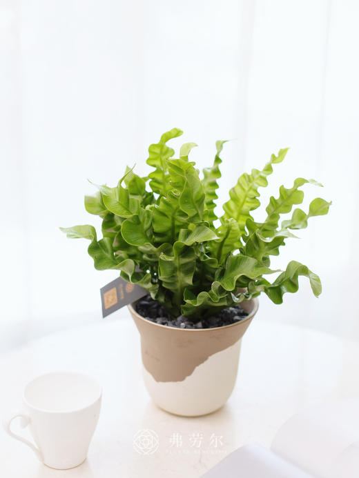 JT土陶盆-鸟巢蕨 商品图0