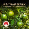 2017年新会陈皮200g/罐干仓陈化自然生晒片片饱满果香浓郁玻璃防潮密封礼盒送礼档次高 商品缩略图4