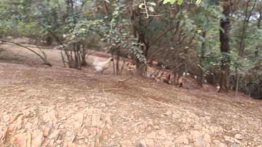 有机乌骨鸡｜白毛乌骨鸡｜肉也黑｜衢州顺丰 商品图13