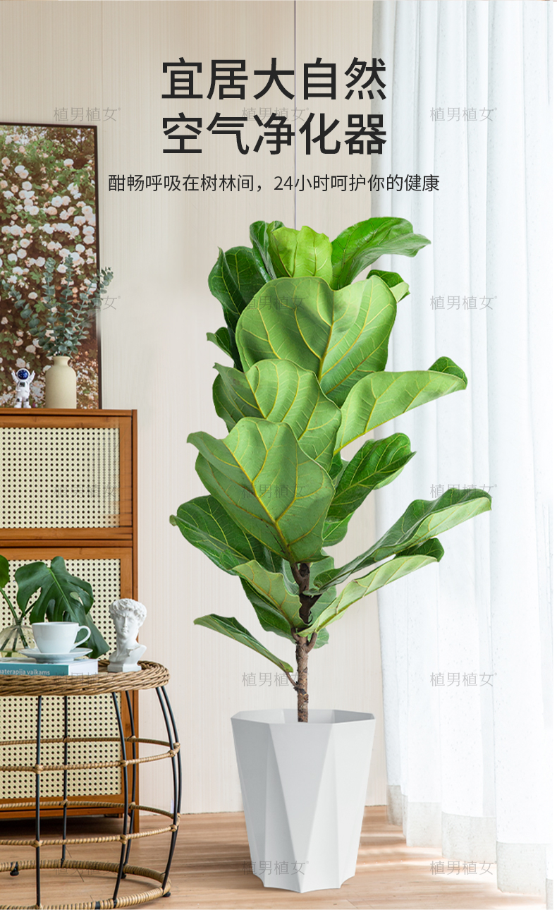 琴叶榕大叶盆栽绿植室内客厅落地大型棒棒糖易活乔迁新居入户好养